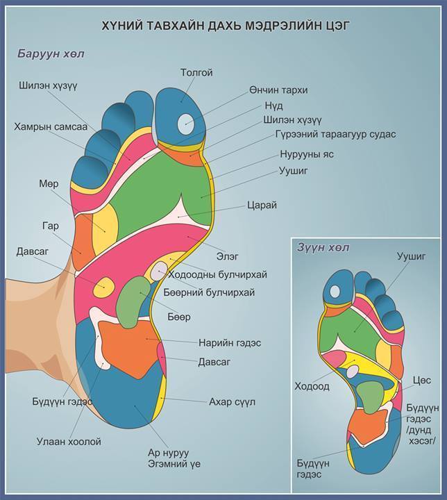 Хөлийн тавхайн дахь мэдрэлийн цэгүүд